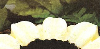 Nefis-Parfe-Tarifi-kayisili-ve-cikolatali-Parfe-Yapimi-nasil-yapilir-resimli-yemek-tarifi-1001yemektarifi