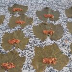 Zeytinyağlı Yaprak Sarma Tarifi-yaprak sarması nasıl yapılır