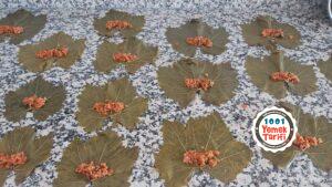 Zeytinyağlı Yaprak Sarma Tarifi-yaprak sarması nasıl yapılır