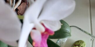 Avokado şeklinde ekmek tarifi