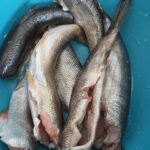 Fırında İnci Kefal Balık