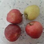 elma kompostosu tarifi