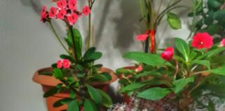 Ayva tatlısı tarifi