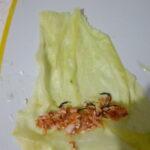 Lahana Sarması yapımı