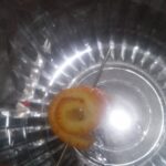 Portakal Kabuğu Reçeli Tarifi