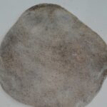 Tokatın meşhur Haşhaşlı Katmer tarifi