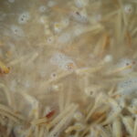 Kolay Erişte Tarifi