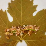 Yaprak Sarması Tarifi