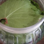 Salamura Asma Yaprağı nasıl saklanır