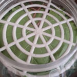 Salamura Yaprak tarifi