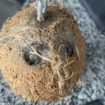 Hindistan Cevizli Ananas Smoothie Tarifi