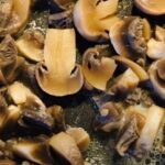 Mantar Çorbası Tarifi (kremalı) mantarlı corba yapimi-nasıl yapılır-kaç kalori