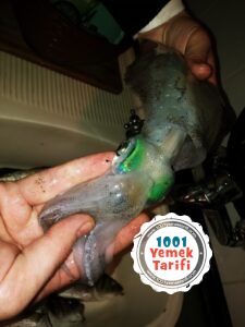 Kalamar nasıl temizlenir ve nasıl saklanır