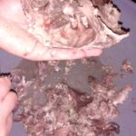 kelle paça çorbası tarifi yapımı nasıl yapılır-kaç kalori-kolay