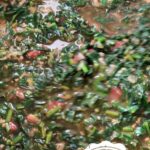 Kıymalı Ispanak Yemeği Tarifi yapımı