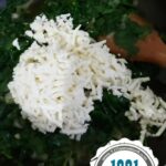 Ispanaklı Börek Tarifi (nasıl yapılır-kaç kalori) kolay börek yapımı