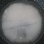 Fırın Sütlaç Tarifi