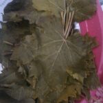 üzüm Yaprağı Sarması tarifi