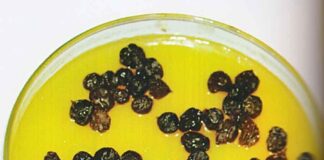 Portakal Peltesi Tarifi-Portakal Peltesi tatlisi- nasil yapilir-1001yemektarifi