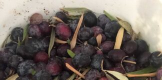 Siyah Zeytin Nasil Yapilir-Evde zeytin yapimi kac kalorikolay-evde ev yapimi organik