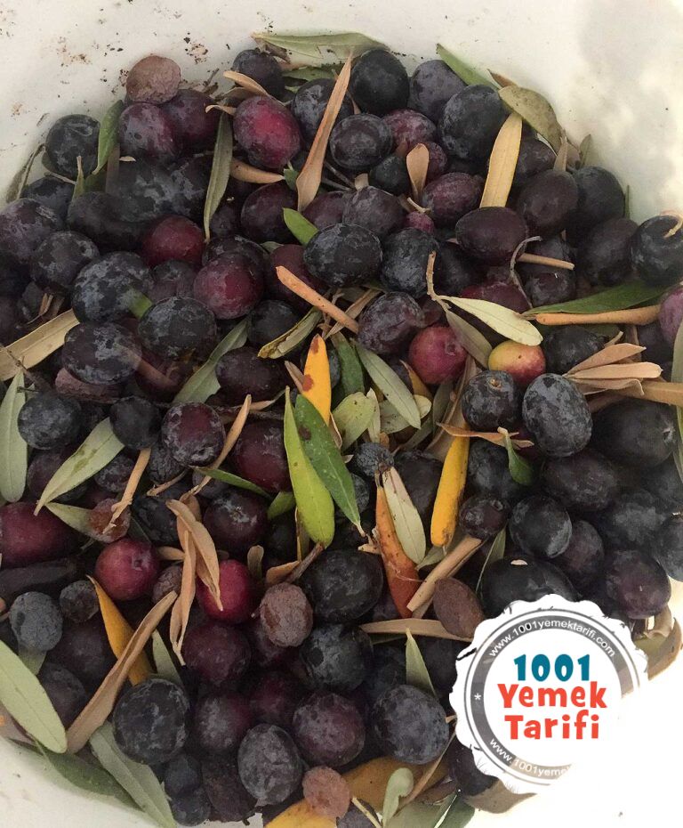 Siyah Zeytin Nasıl Yapılır (Evde zeytin yapımı) 1001YemekTarifi