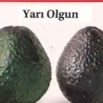 avokadao-nasil-yeni-avokado-faydalari-avokado-nasil-secilir-olgunlastirilir-olgunlasmis-avokadao-nasil-yetistirilir–1001yemektarifi