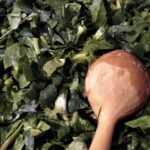 Ispanak Yemeği Tarifi