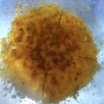 meshur-hatay-kunefe-tarifi-nasil-yapilir